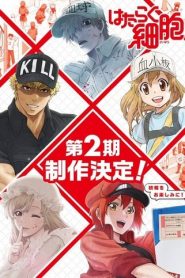 Hataraku Saibou: Temporada 2